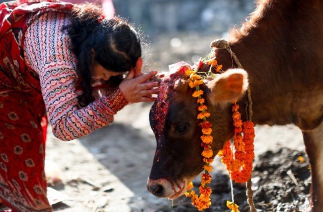 आज तिहारको चौथो दिन, गाई र गोरु पूजा गरिँदै