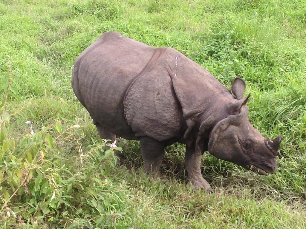 गैँडाको खागसहित चार जना पक्राउ