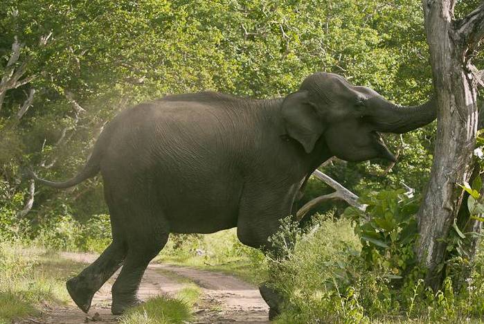सिन्धुलीमा जंगली हात्तिको आतंक, एक सातामा दुई दर्जन घर भत्कायो
