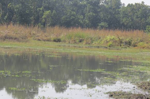 धनुषामा पोखरीमा डुबेर ज्यान गुमाएका बालिकाका परिवारले प्रदेश सरकारबाट नगद सहयोग पाउने