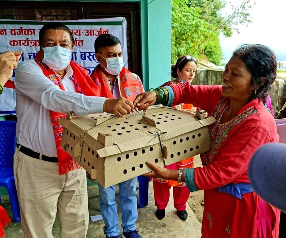 गोकर्णेश्वर नगरपालिकाद्वारा  नगरबासीलाई कुखुराको चल्ला वितरण