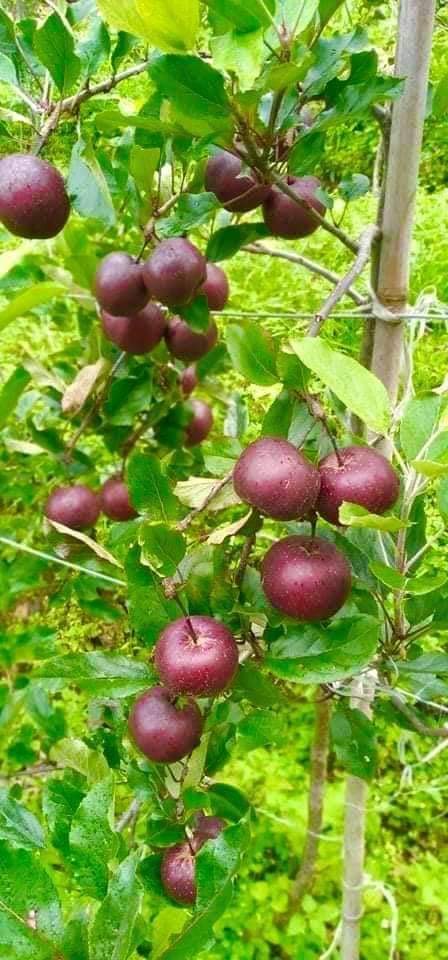 रसुवामै युरोपियन स्याऊको उत्पादन तथा बिक्री