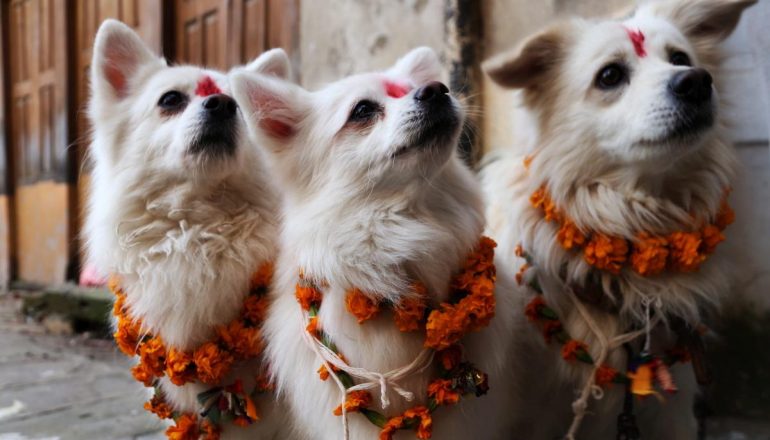 तिहारको तेस्रो दिन आज कुकुर पूजा