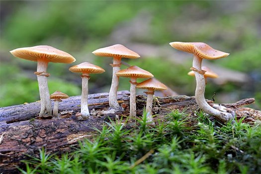 जंगली च्याउ सेवनबाट ६ जना गम्भीर बिरामी