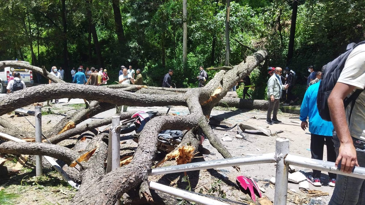 सल्लाघारीमा सडक किनारका २१ वटा रुख काटियो