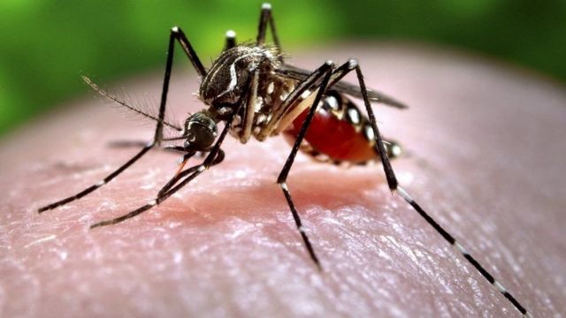 सहरमा डेङ्गु, गाउँमा स्क्रब टाइफस फैलँदै