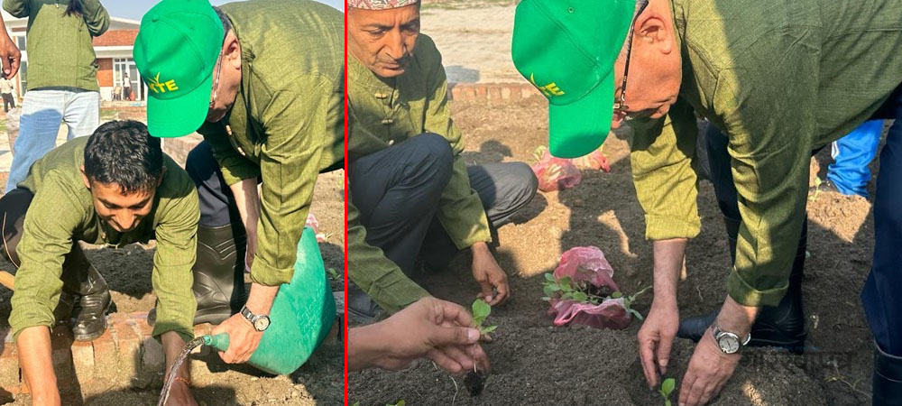 प्रधानमन्त्रीबाट बालुवाटारमा तरकारी खेतीको शुभारम्भ