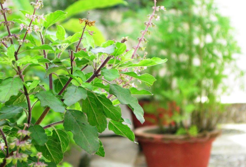 ज्येष्ठ शुक्ल एकादशीः घरघरका मठमा तुलसीको दल राखिँदै
