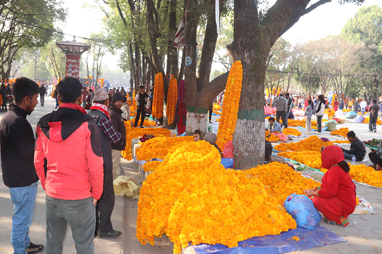 तिहारमा महानगरभित्र विदेशी फूल प्रतिबन्धित