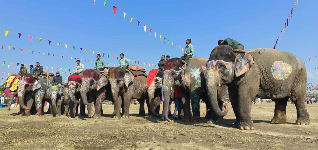 हात्ती सौन्दर्य प्रतियोगताको उपाधी सेल्फीकलीलाई