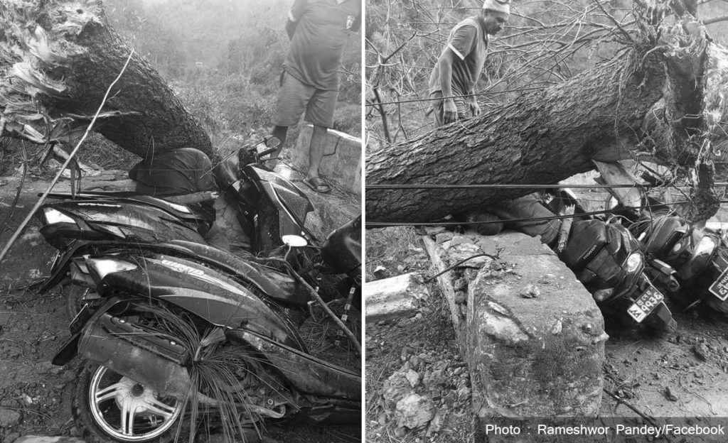 पाल्पामा हावाहुरीले रुख ढाल्दा स्कुटरमा सवार एक जनाको मृत्यु