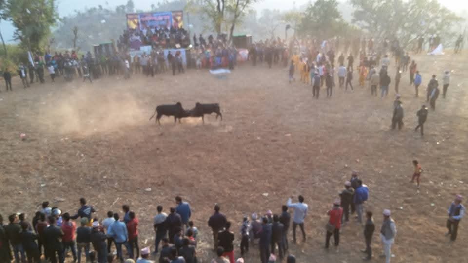 नुवाकोट, रसुवासहितका जिल्लामा आज गोरु जुधाइ महोत्सव