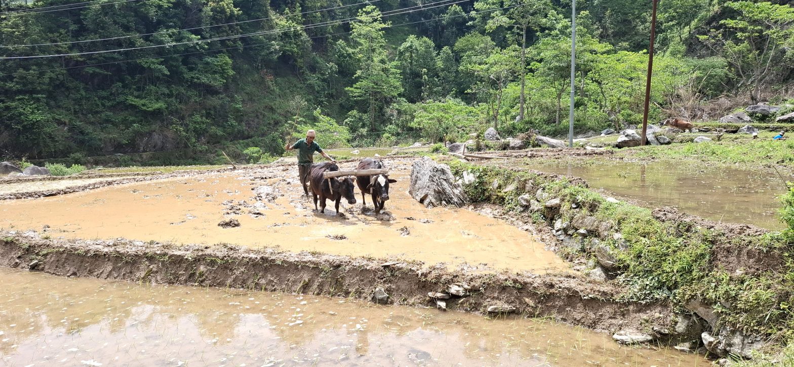 शनिबारीय तस्वीर कथा, गाउँमा रोपाई-शहरमा पूजापाठ