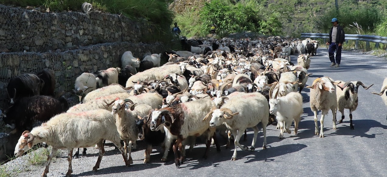 दसैँका च्याङ्ग्राको मूल्य महँगो, रोज्जाकै ५० हजार