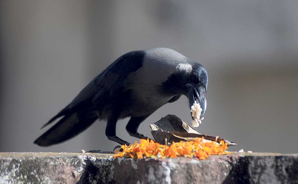 कार्तिक कृष्ण त्रयोदशीः आज काग तिहार मनाइँदै