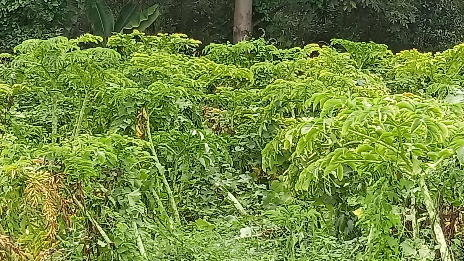 महोत्तरीमा ओल किसानको व्यस्तता बढ्यो
