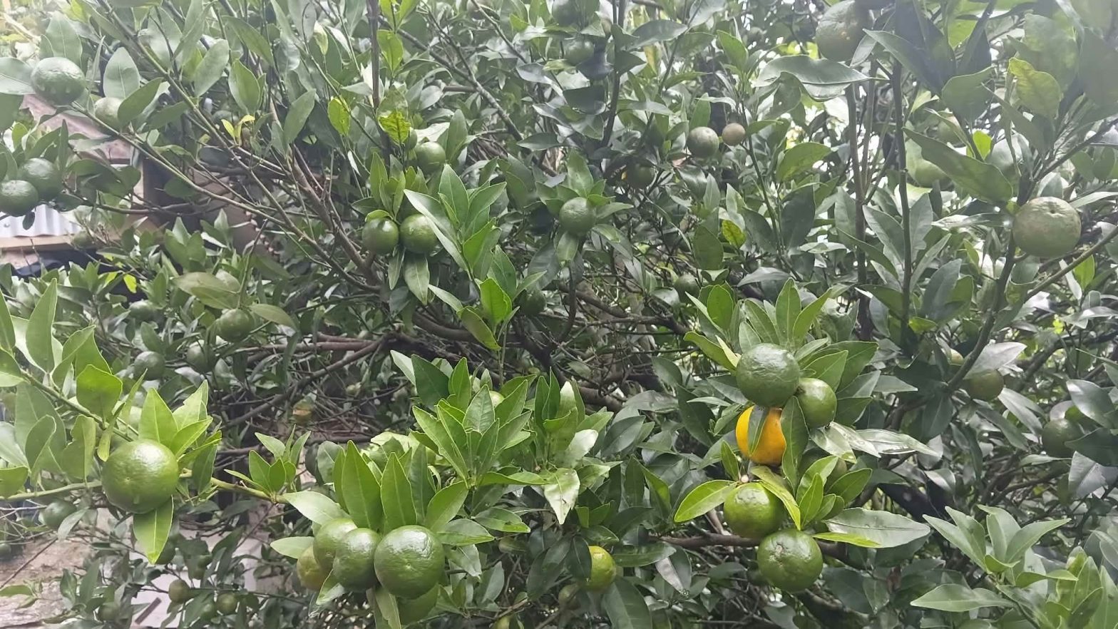 सुन्तलामा रोग लागेपछि किसान चिन्तामा