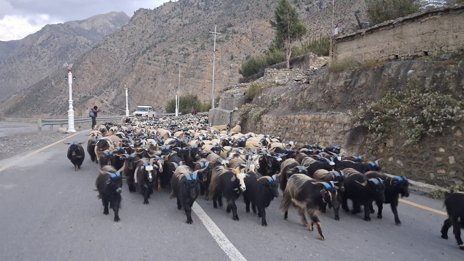दशैंमा मुस्ताङ हुँदै ३५ करोड बराबरका भेडा च्याङ्ग्रा निकासी